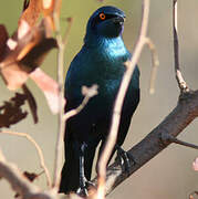 Greater Blue-eared Starling