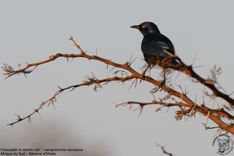 Black-bellied Starlingadult, identification