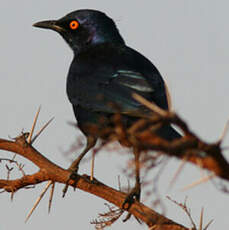 Choucador à ventre noir