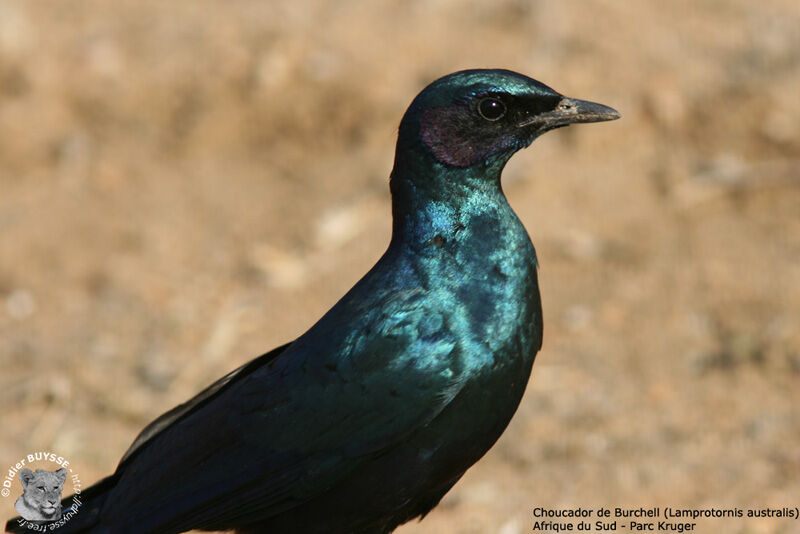 Burchell's Starling