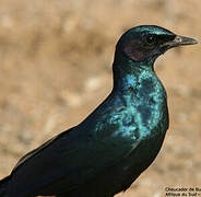 Burchell's Starling