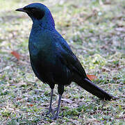 Burchell's Starling