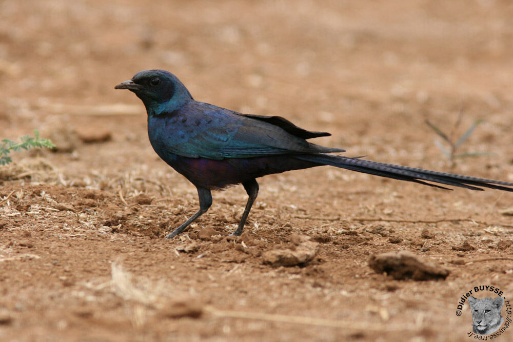 Meves's Starling, identification