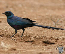 Meves's Starling