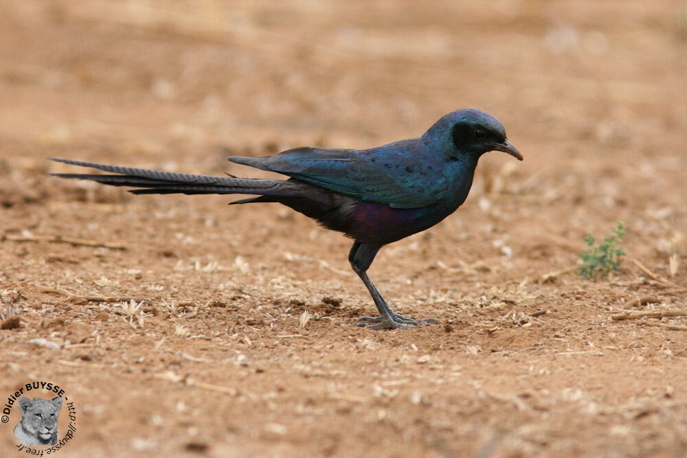 Meves's Starling, identification