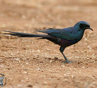 Meves's Starling