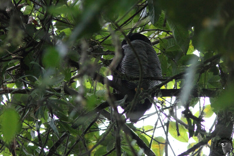 Black-and-white Owl, identification