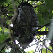 Black-and-white Owl