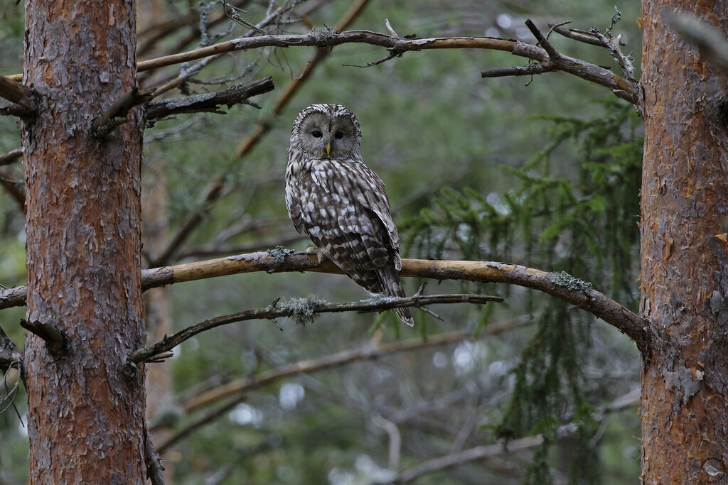 Ural Owladult, habitat