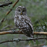 Ural Owl