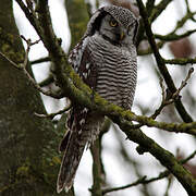 Northern Hawk-Owl