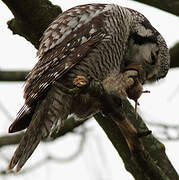 Northern Hawk-Owl