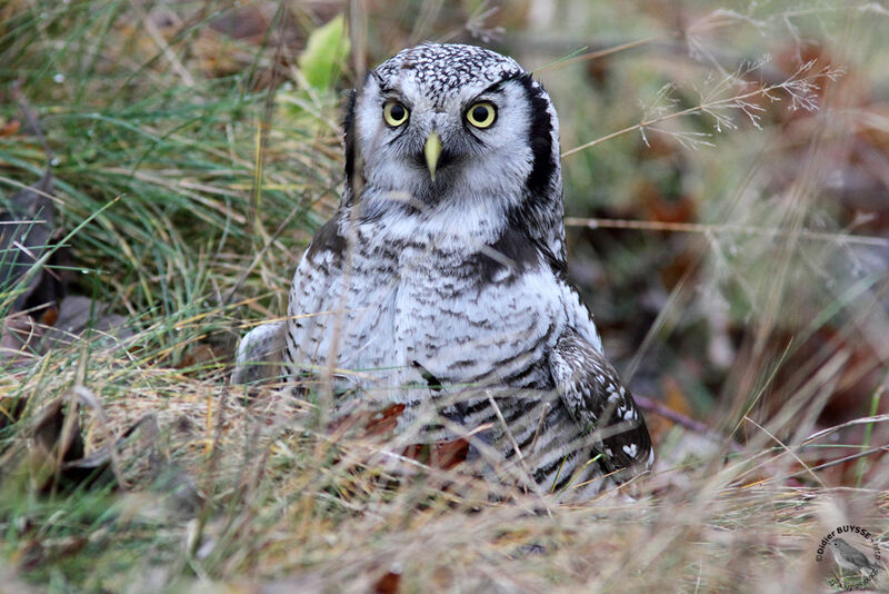 Northern Hawk-Owladult, identification