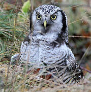 Northern Hawk-Owl