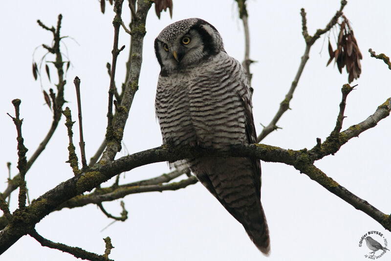 Northern Hawk-Owladult, identification