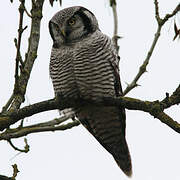 Northern Hawk-Owl