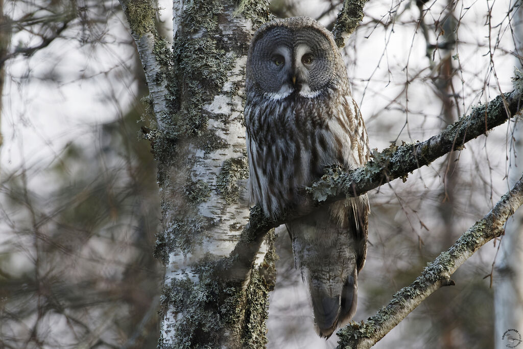 Great Grey Owladult