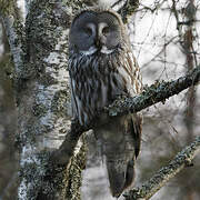 Great Grey Owl