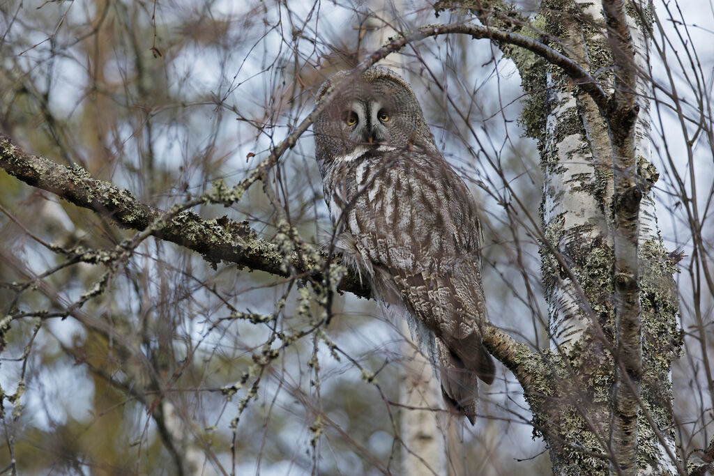 Great Grey Owladult