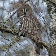 Great Grey Owl