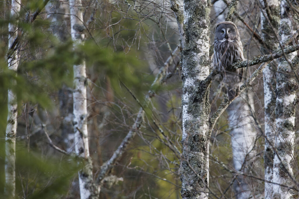 Great Grey Owladult, habitat