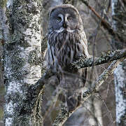 Great Grey Owl