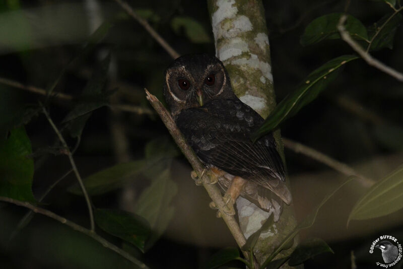 Mottled Owladult, identification