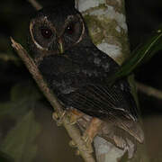 Mottled Owl