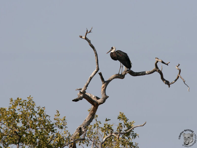 Cigogne à pattes noiresadulte, identification