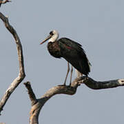 Cigogne à pattes noires