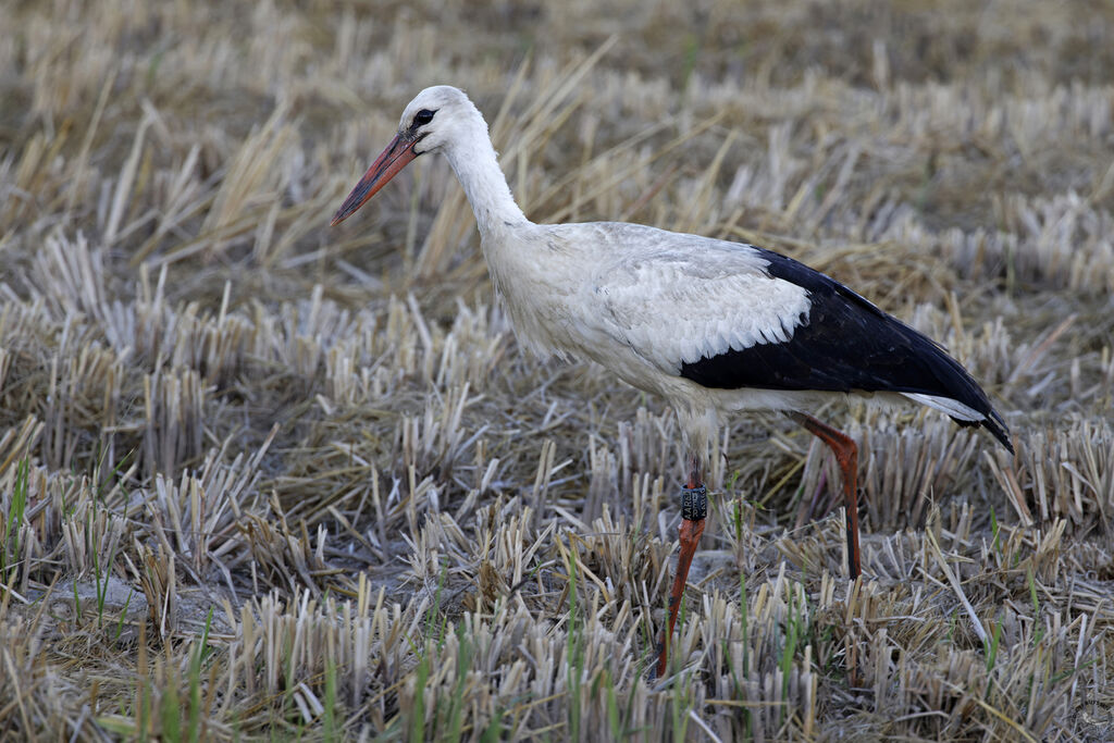 White Stork