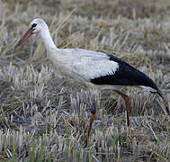 Cigogne blanche