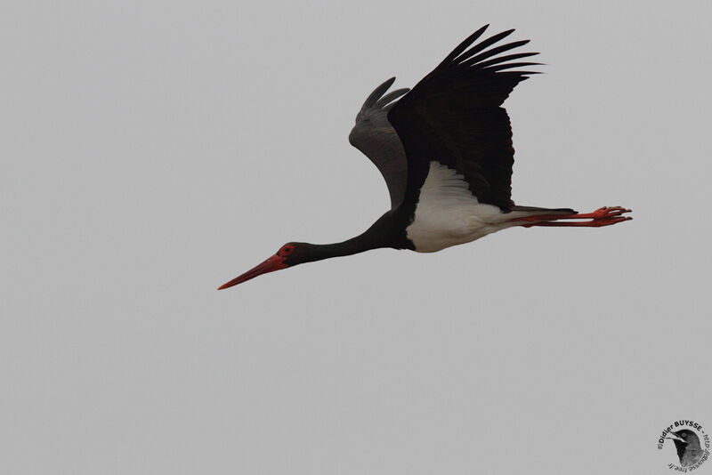 Cigogne noireadulte, Vol