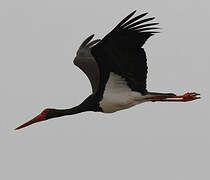 Black Stork