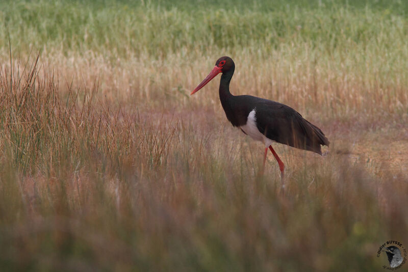 Cigogne noireadulte nuptial, identification