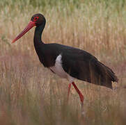 Black Stork