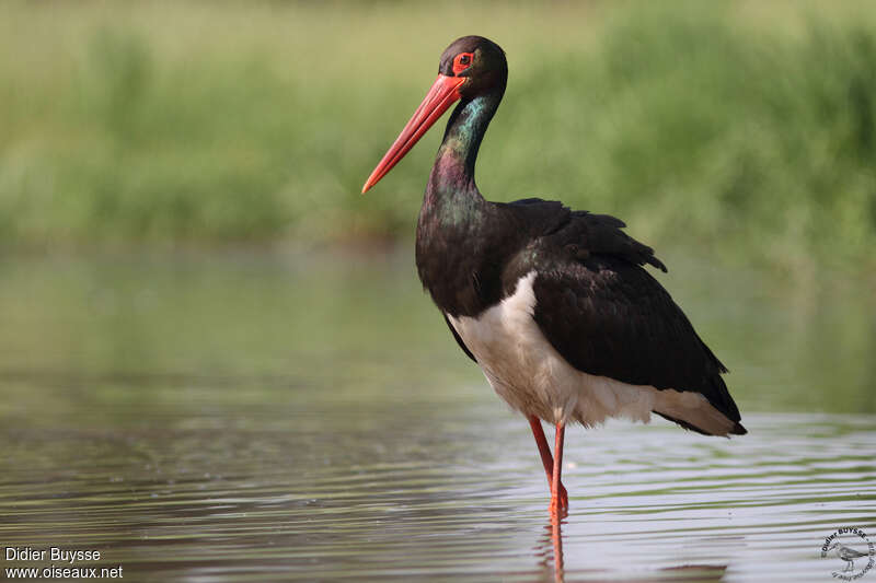 Black Storkadult, identification