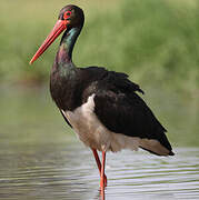 Black Stork