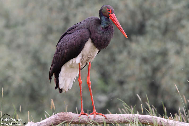 Cigogne noireadulte nuptial, identification