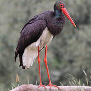 Black Stork