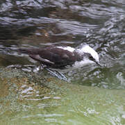 White-capped Dipper