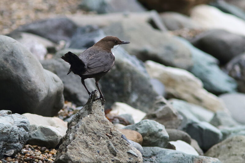 White-throated Dipperadult, identification