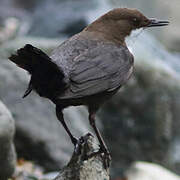 White-throated Dipper