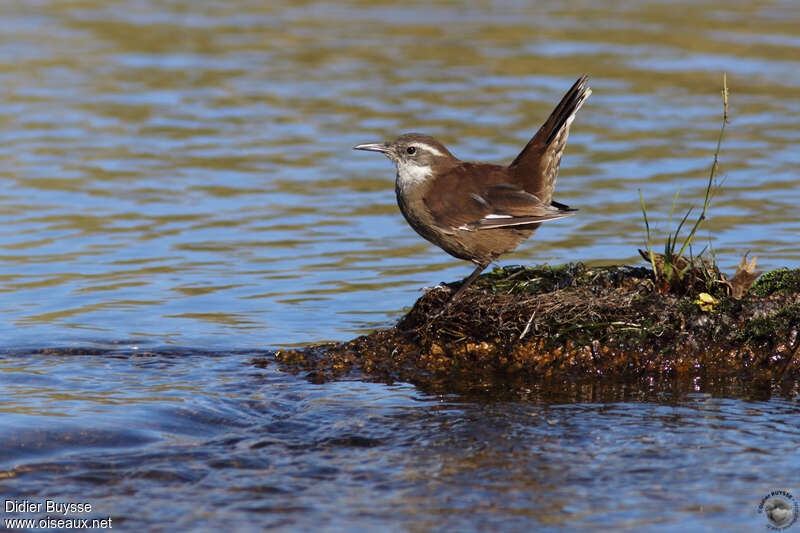 Cinclode à ailes blanchesadulte, identification, parade