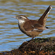 White-winged Cinclodes