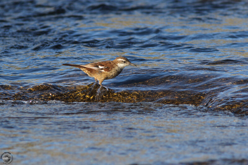 Cinclode à ailes blanchesadulte, identification, habitat, marche, pêche/chasse