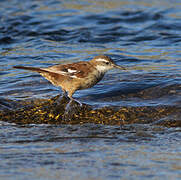 White-winged Cinclodes