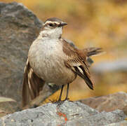 Cream-winged Cinclodes