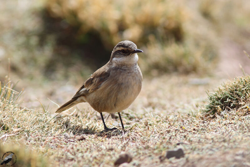 Cream-winged Cinclodesadult, identification