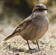 Cream-winged Cinclodes